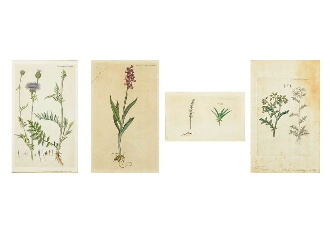 Flora Danica. Four hand-colored copperplate engravings (4) — Paintings and sculptures/Prints and photography — Lauritz