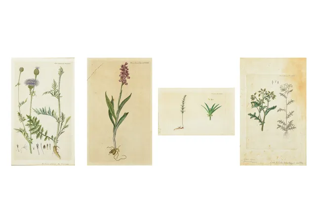 Flora Danica. Four hand-colored copperplate engravings (4)