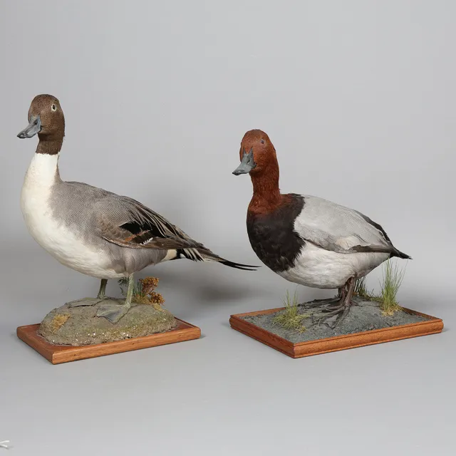 A TAXIDERMY NORTHERN PINTAIL DUCK (ANAS ACUTA), A COMMON POCHARD (AYTHYA FERINA), 20TH CENTURY (2).