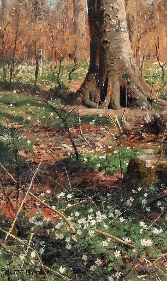 Forest floor in spring with white anemones. Signed and dated Peder Mønsted, 1917. Oil on canvas. 40.5 × 29.5 cm.