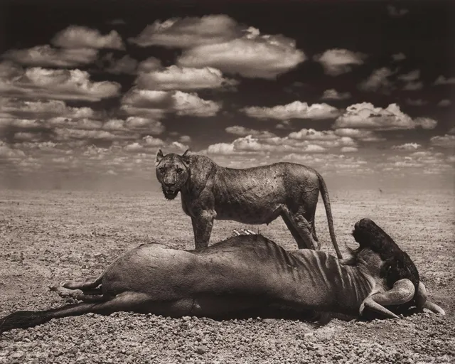 Nick Brandt, "Lion and Wildebeest, Amboseli, 2012".