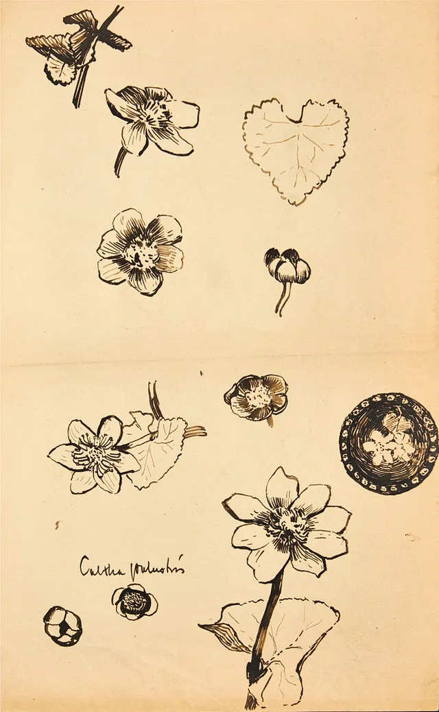 KARL NORDSTRÖM (Tjörn 1855-1923 Drottningholm). Blomsterstudier, svart tusch på papper.