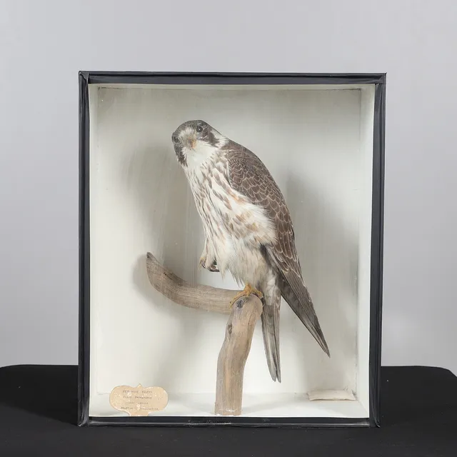 TAXIDERMY - PEREGRINE FALCON BY 'C CULLINGFORD'.