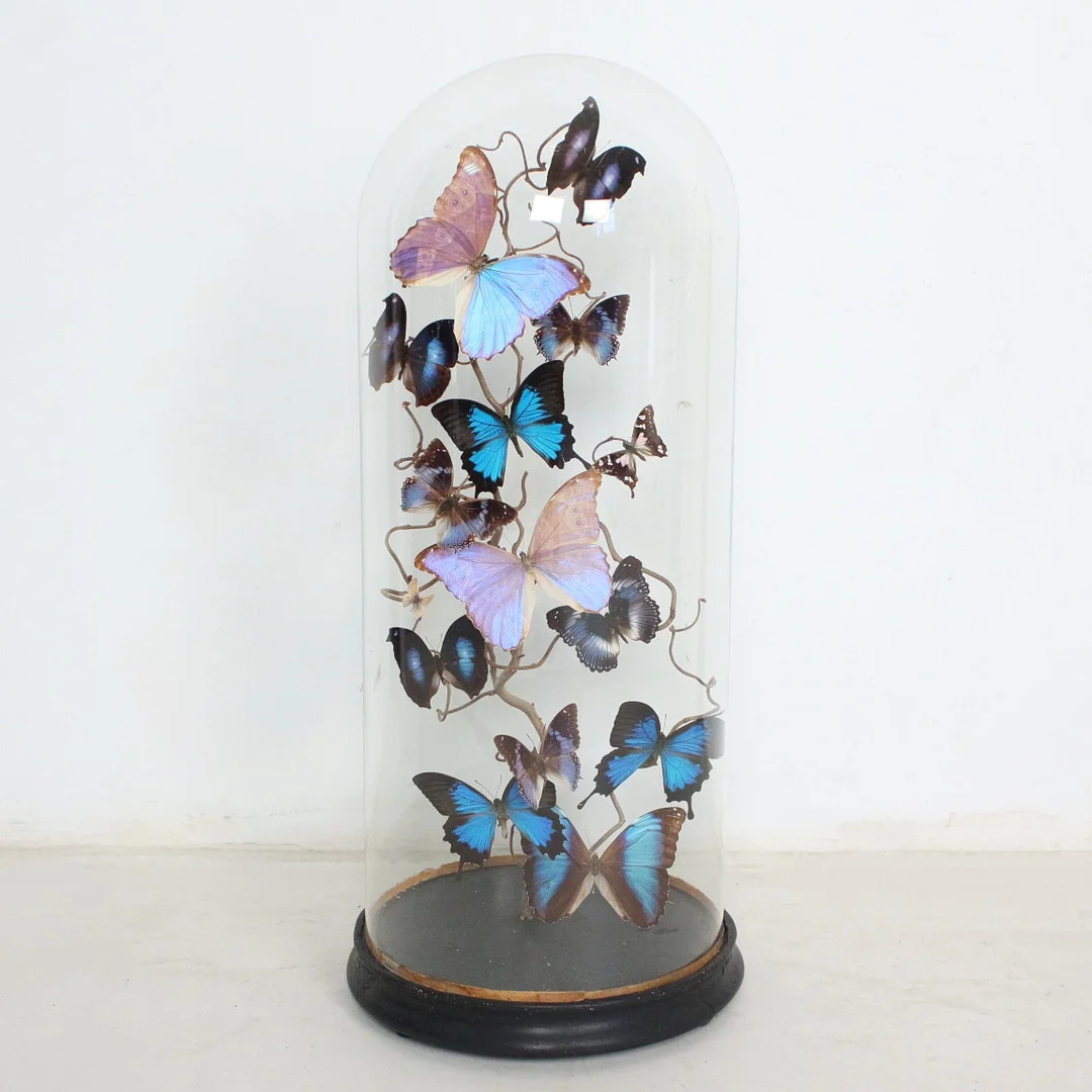 Schmetterlinge unter Glaskuppel, u.a. Papilio Ulysses und Morpho Menelaus. — Sculptures & Bronzes — Stockholms Auktionsverk Düsseldorf/Neuss