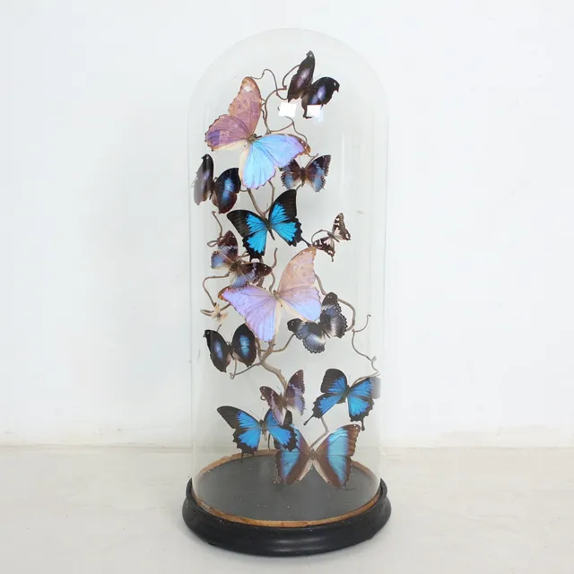 Schmetterlinge unter Glaskuppel, u.a. Papilio Ulysses und Morpho Menelaus.