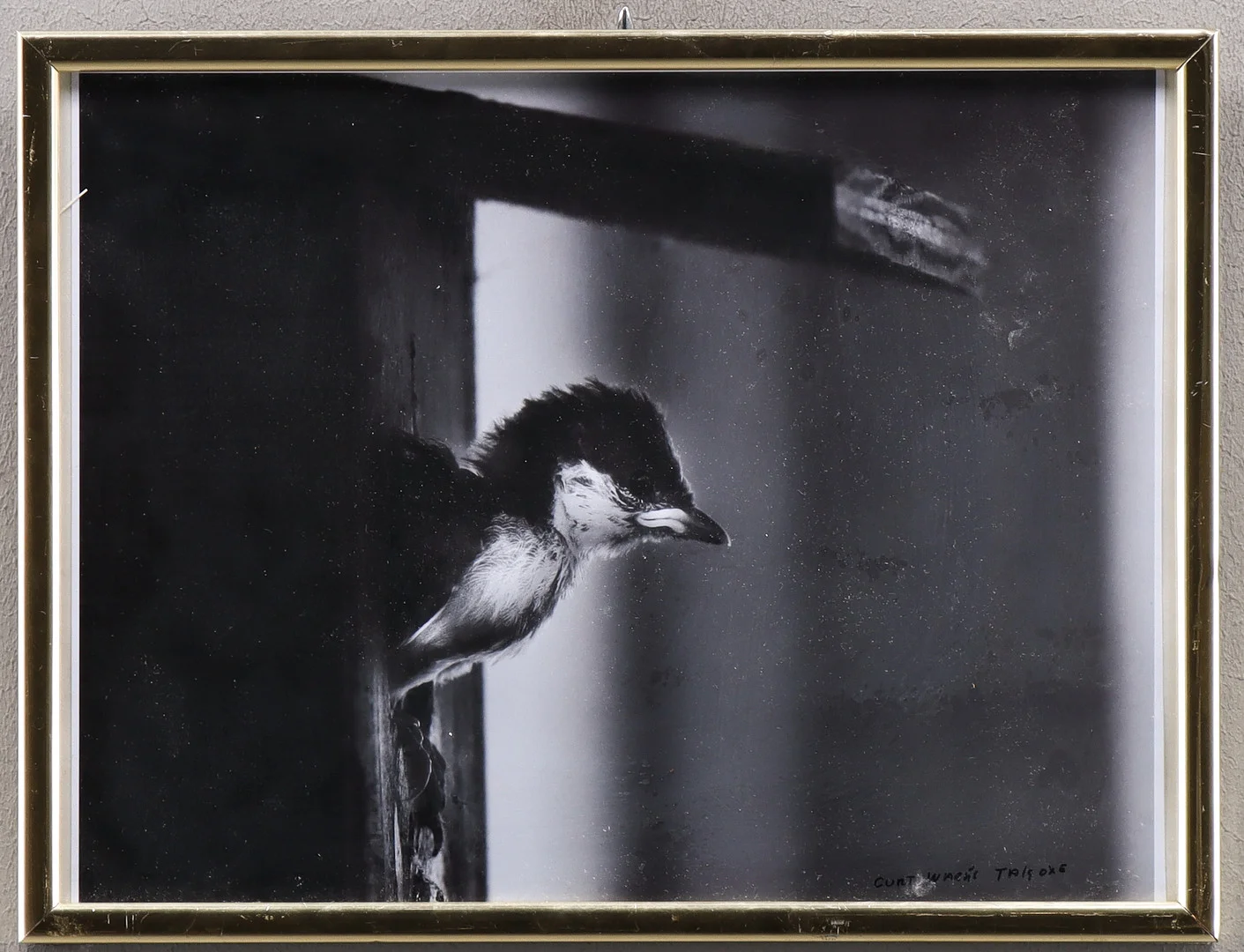 CURT WARÅS. Svartvit fotografi, Talgoxe. — Photography — Karlstad Hammarö Auktionsverk