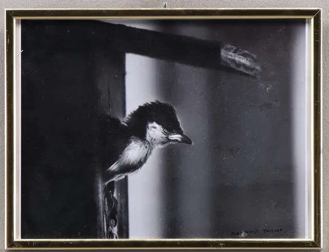 CURT WARÅS. Svartvit fotografi, Talgoxe.