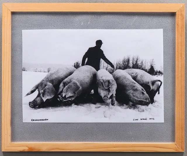 CURT WARÅS. Svartvit fotografi, Grisaherden.
