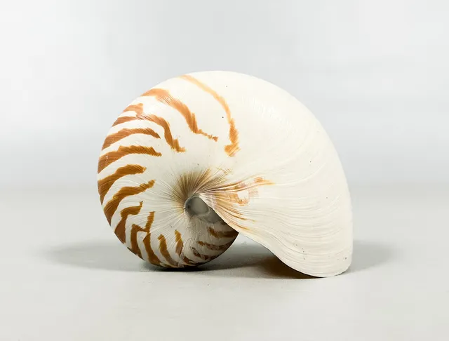 SNÄCKA, "Nautilussnäcka".