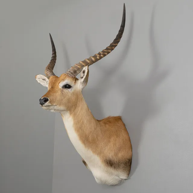 JAKTTROFÉ, Letjevattenbock, Zambia.