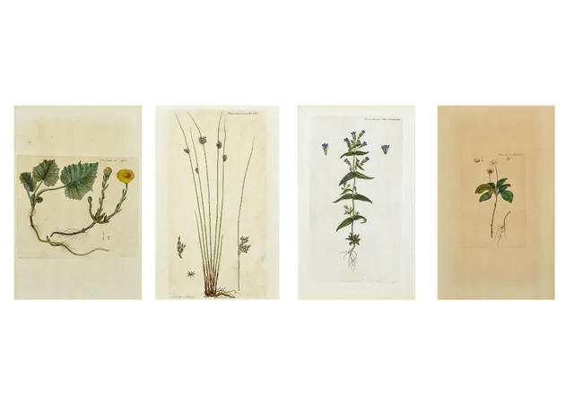 Flora Danica. Four hand-colored copperplate engravings (4)