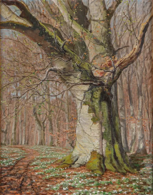 Peter Busch. 'Gammelt bøgetræ'