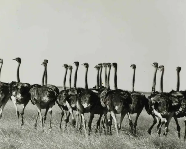 SVEN GILLSÄTER (1921–2001). fotografi, East Africa, 1900-talets mitt.