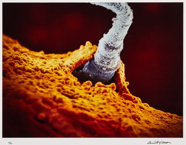 LENNART NILSSON. Spermie penetrerar äggcellen, cibachrome, bildmått 44 x 57,5 cm.