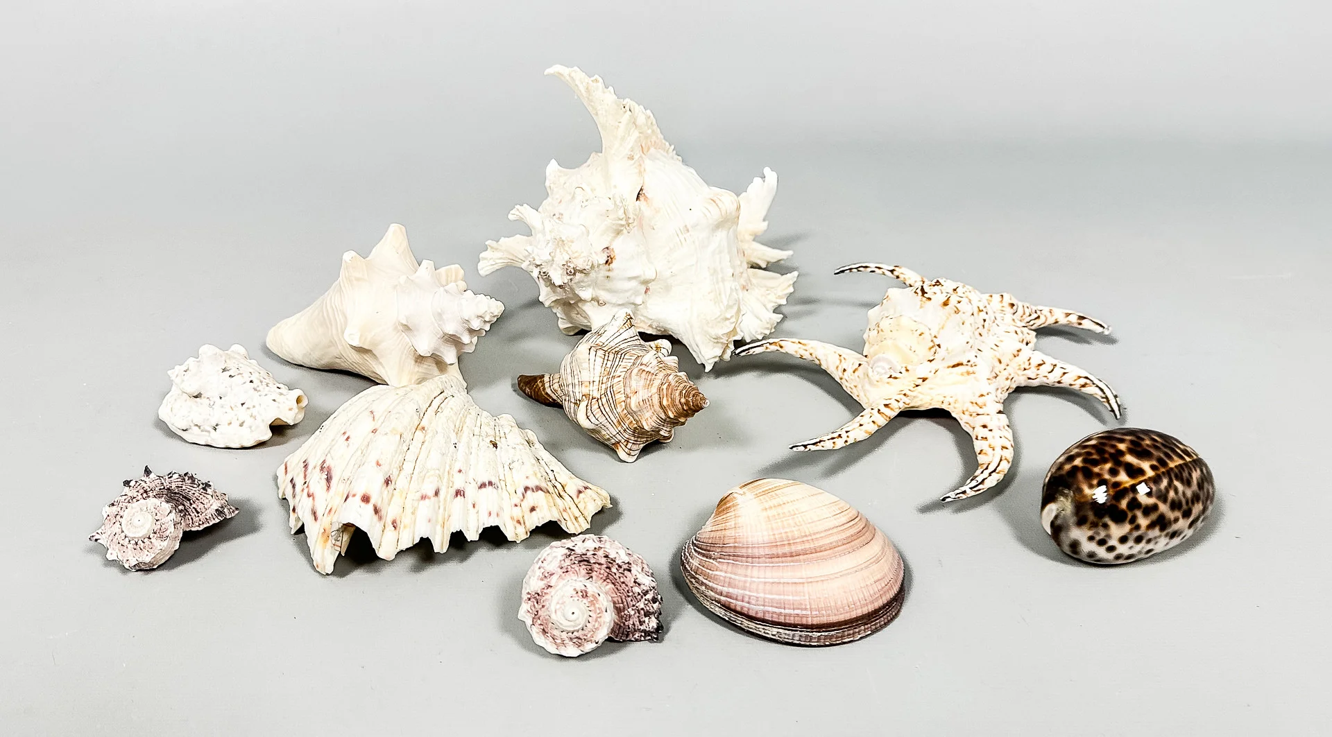 SNÄCKOR, Parti, 10 st. — Other collectables — Auktionshuset STO Bohuslän