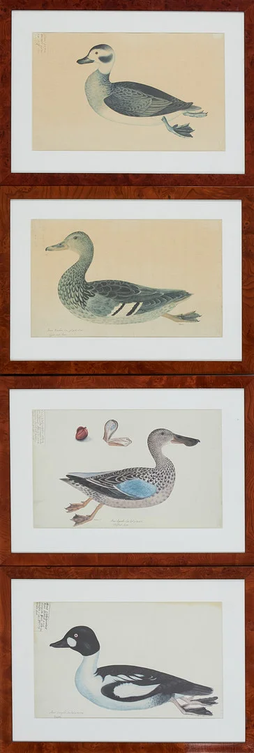 OLOF RUDBECK D.Y. EFTER. Fågelmotiv, 4 st, offsettryck, inramade. — Engravings & Prints — Stockholms Auktionsverk Sickla