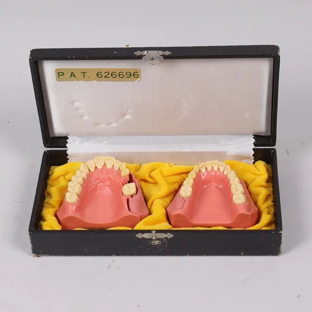 TYPODONT, studiemodell för tandläkare, tandutvecklingsmodell 3-6 år, med löstagbart tandkött, Pi-600C, Nissan Dental Products Inc, Japan.