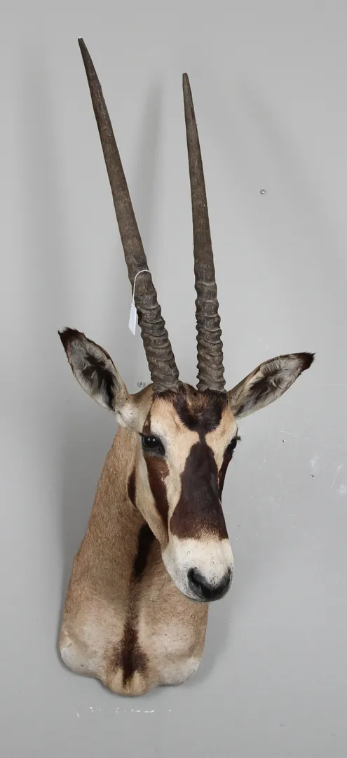 JAKTTROFÈ, East african oryx, Afrika.