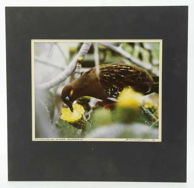 SVEN GILLSÄTER (1921-2001). Fotografi, "Galapagosduva på Tower" Galapagos Islands, signerad och daterad 1978.