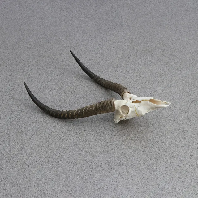 JAKTTROFE. Vattenbock.