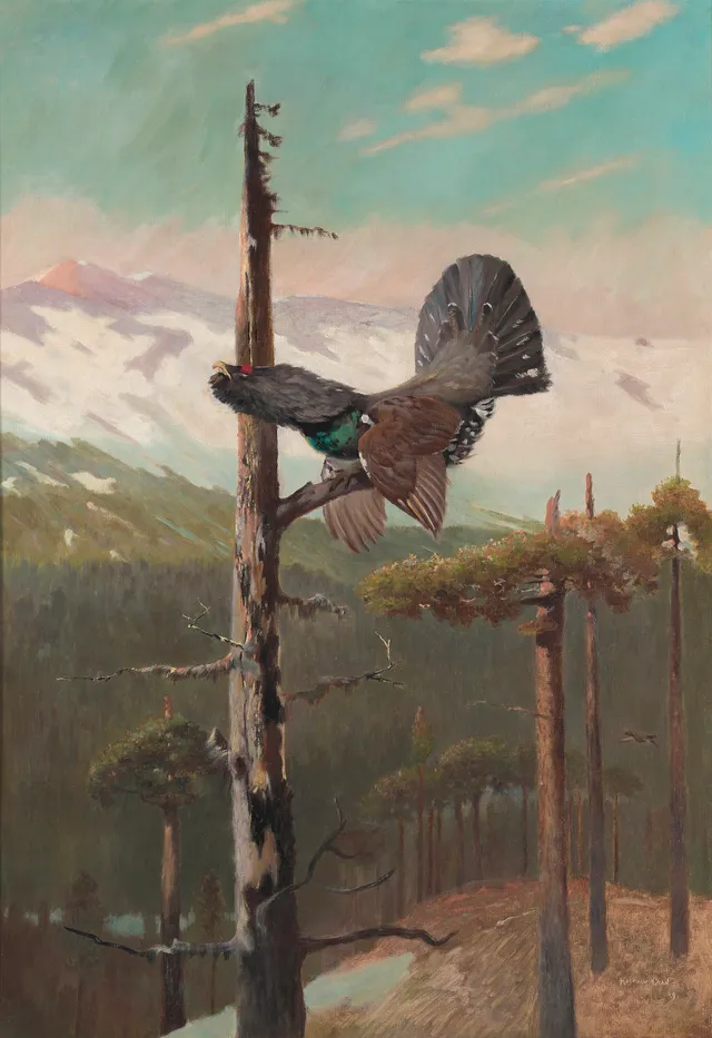 Gran, Halfdan — Tiur, 1909