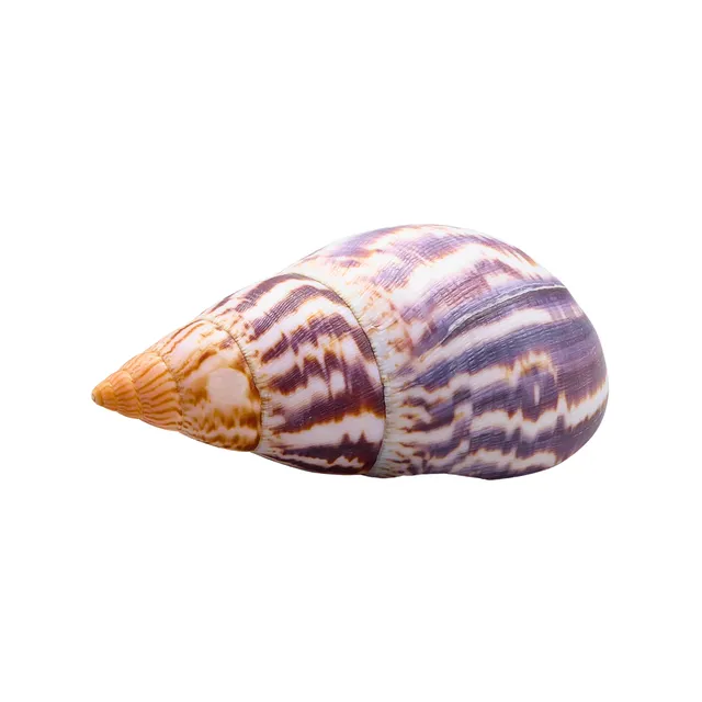 GEHÄUSE VON BAUMSCHNECKE (ORTHALICUS).