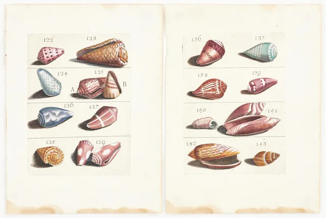BONANNI, (2) illustrationer av snäckor, ur "Ricreatione dell' Occhio e della Mente nell' Osservationi delle Chioccole", 1681.
