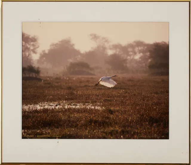 SVEN GILLSÄTER (1921–2001). "Morgon i Bharatpur- Indien ", chibachrome, signerad, -80.