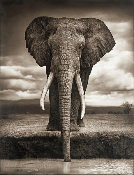 Nick Brandt, "Elephant Drinking", Amboseli 2007. — Bukowskis