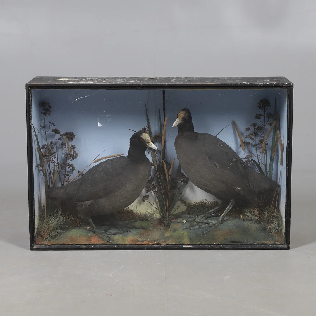 TAXIDERMY - 19TH CENTURY PAIR OF COOTS. — Miscellaneous — Lawrences Auctioneers