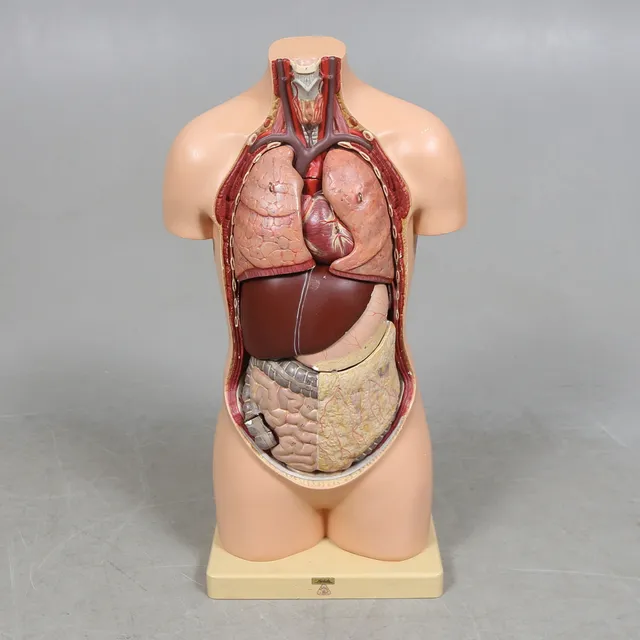 ANATOMISK MODELL, Saietz, 1900-talets andra hälft.