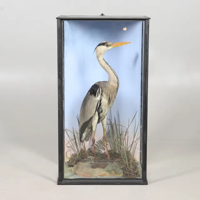 TAXIDERMY - CASED HERON.