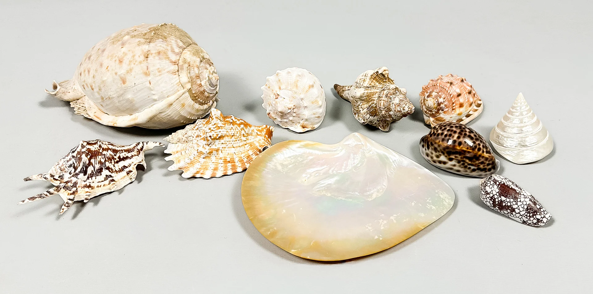 SNÄCKOR, Parti, 10 st. — Other collectables — Auktionshuset STO Bohuslän