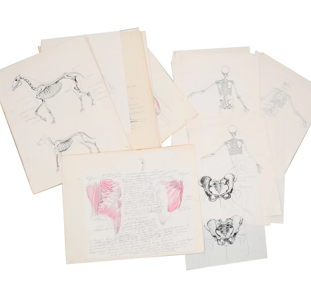 ATTRIBUTED TO MANUEL VIUSÀ. Various drawings and sketches on human and animal anatomy. — Drawings — Balclis