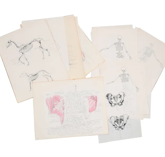 ATTRIBUTED TO MANUEL VIUSÀ. Various drawings and sketches on human and animal anatomy.