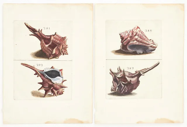 BONANNI, (2) illustrationer av snäckor, ur "Ricreatione dell' Occhio e della Mente nell' Osservationi delle Chioccole", 1681.