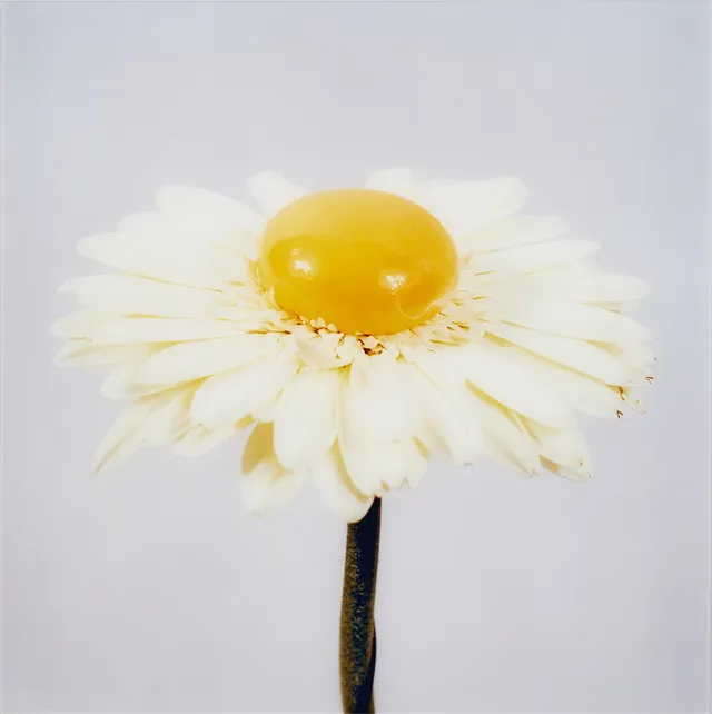 NATHALIA EDENMONT. "Kira".