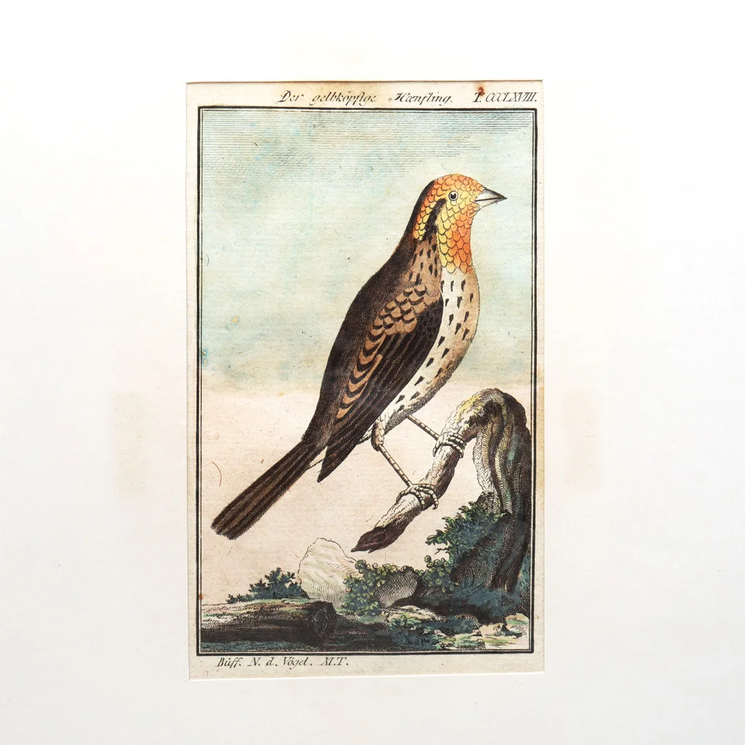 ORNITOLOGI. COMTE GEORGES LOUIS LECLCERC BUFFON. 78 PLANSCHER UR EN TYSK UPPLAGA MED HANDKOLORERADE FÅGELBILDER. — Other — Crafoord Auktioner Lund
