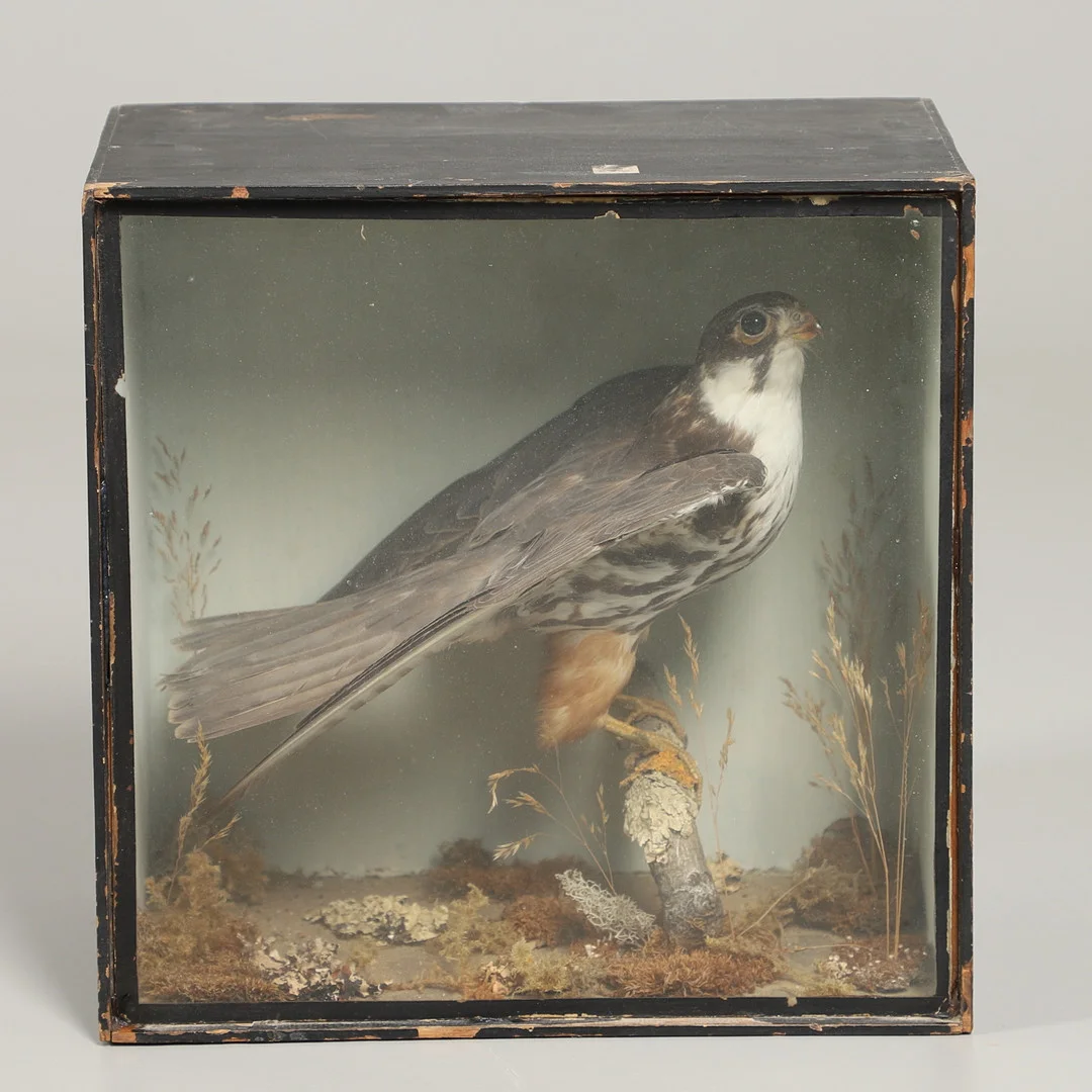 TAXIDERMY - CASED HOBBY (FALCON). — Miscellaneous — Lawrences Auctioneers