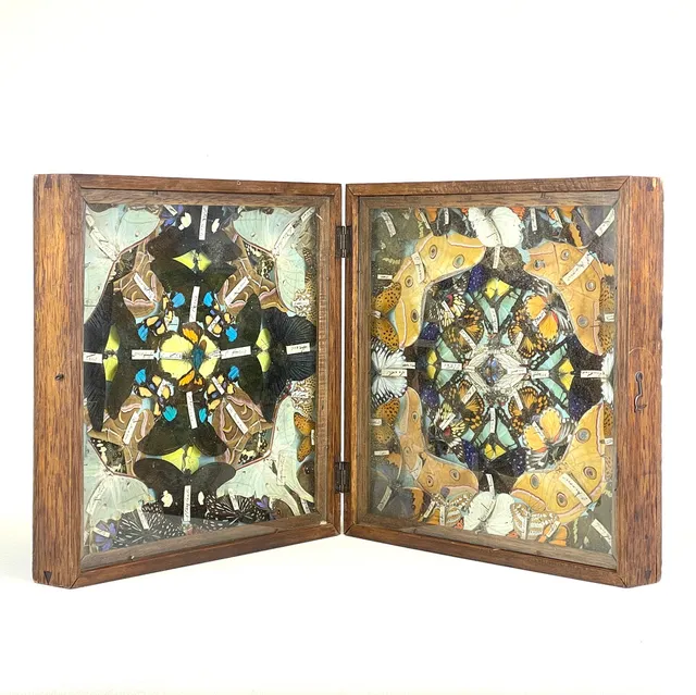 BUTTERFLY COLLECTION IN A DISPLAY CASE.