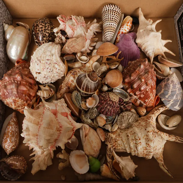A COLLECTION OF SEA SHELLS (QTY).