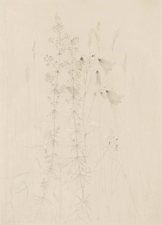 GUNNAR NORRMAN. Blyertsteckning, "Gulmåra och Blåcklocka", signerad, daterad 1974.