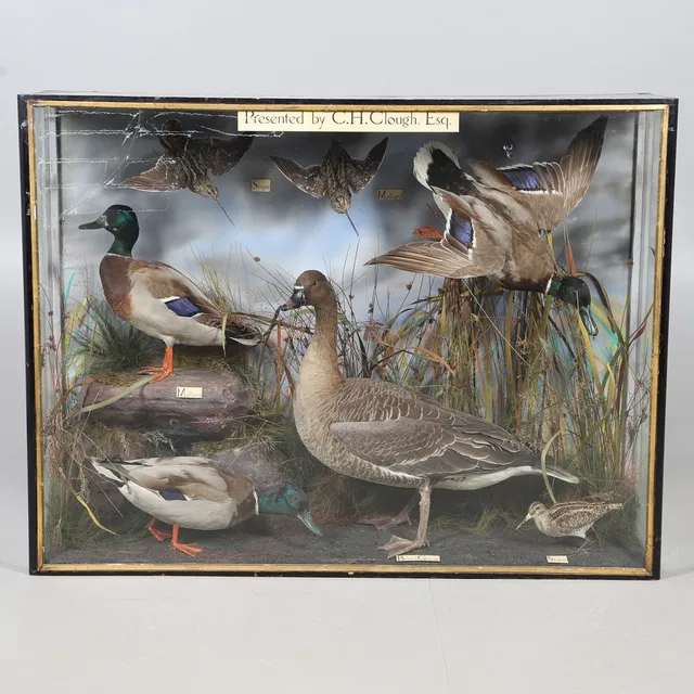 TAXIDERMY - LARGE CASED SET OF BIRDS.