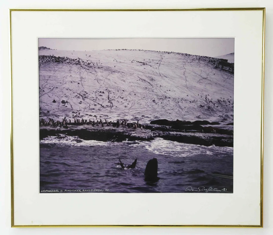 SVEN GILLSÄTER (1921–2001). Fotografi, "Leopardsäl o Pingviner, Zawodoski Island. Signerad och daterad -81. — Photography — Hälsinglands Auktionsverk
