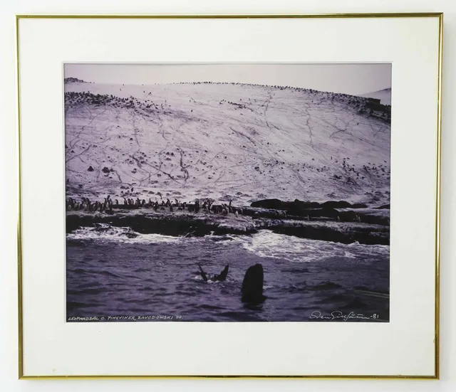 SVEN GILLSÄTER (1921–2001). Fotografi, "Leopardsäl o Pingviner, Zawodoski Island. Signerad och daterad -81.