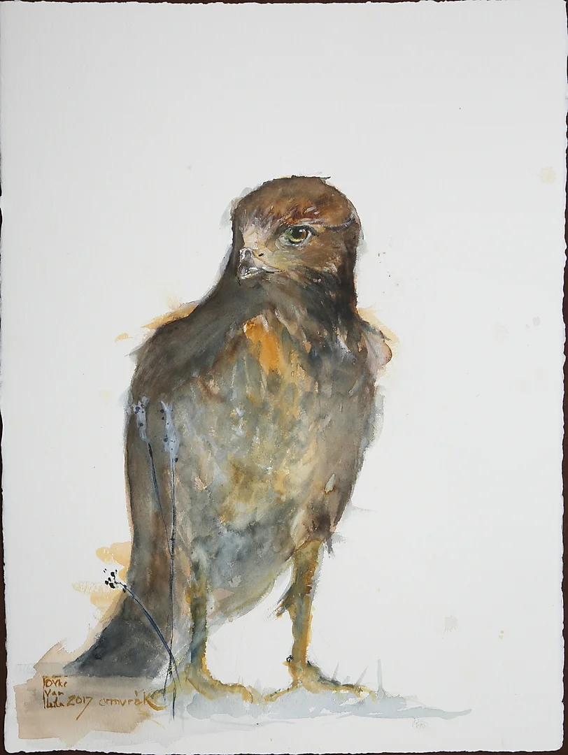 LEILA VAN DYKE. akvarell på papper, "Ormvråk", signerad. — Paintings — Gomér & Andersson Norrköping