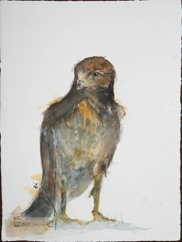 LEILA VAN DYKE. akvarell på papper, "Ormvråk", signerad.