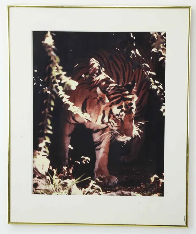SVEN GILLSÄTER (1921–2001). Fotografi, "Räddad Tiger, Kanha, Indien", signerad och daterad -80.