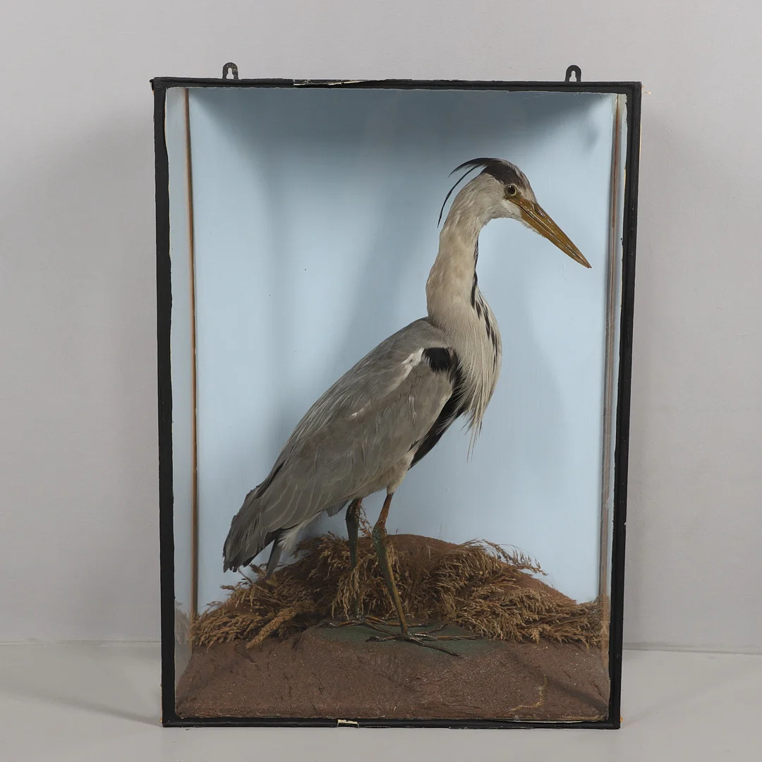 TAXIDERMY - CASED HERON. — Miscellaneous — Lawrences Auctioneers