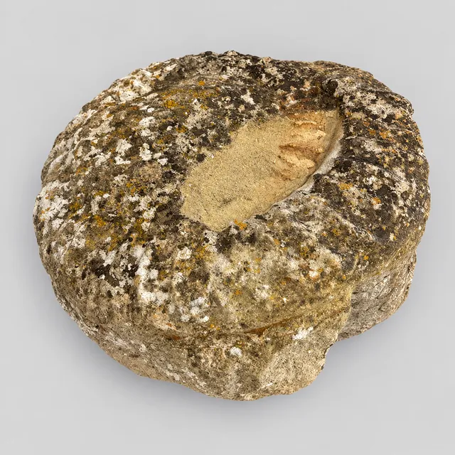 FOSSIL PARTIAL AMMONITE IN STONE.